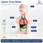 Human Torso Model